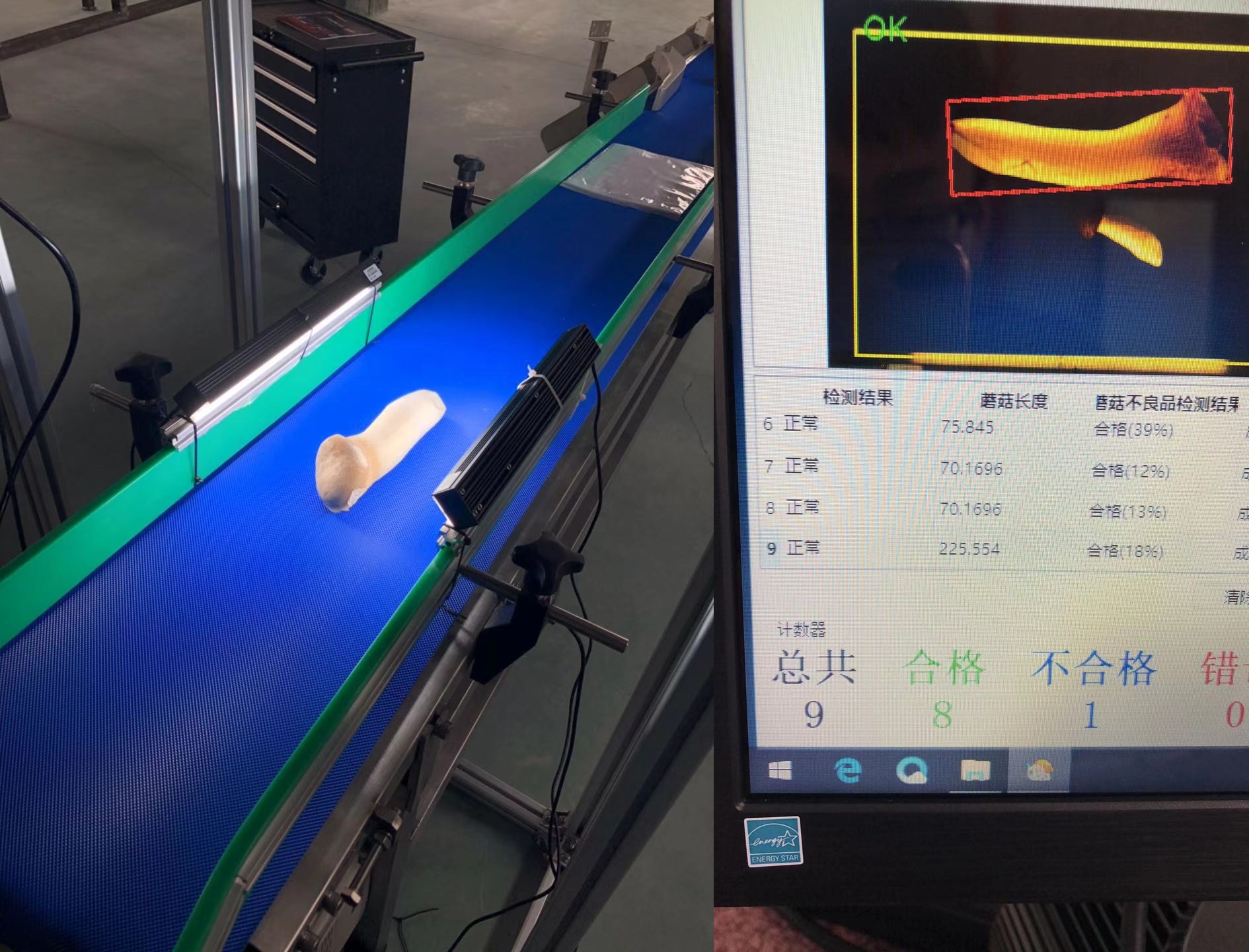 Use industrial cameras to accurately detect and grade King Oyster Mushroom
